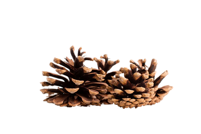 Cedarwood
